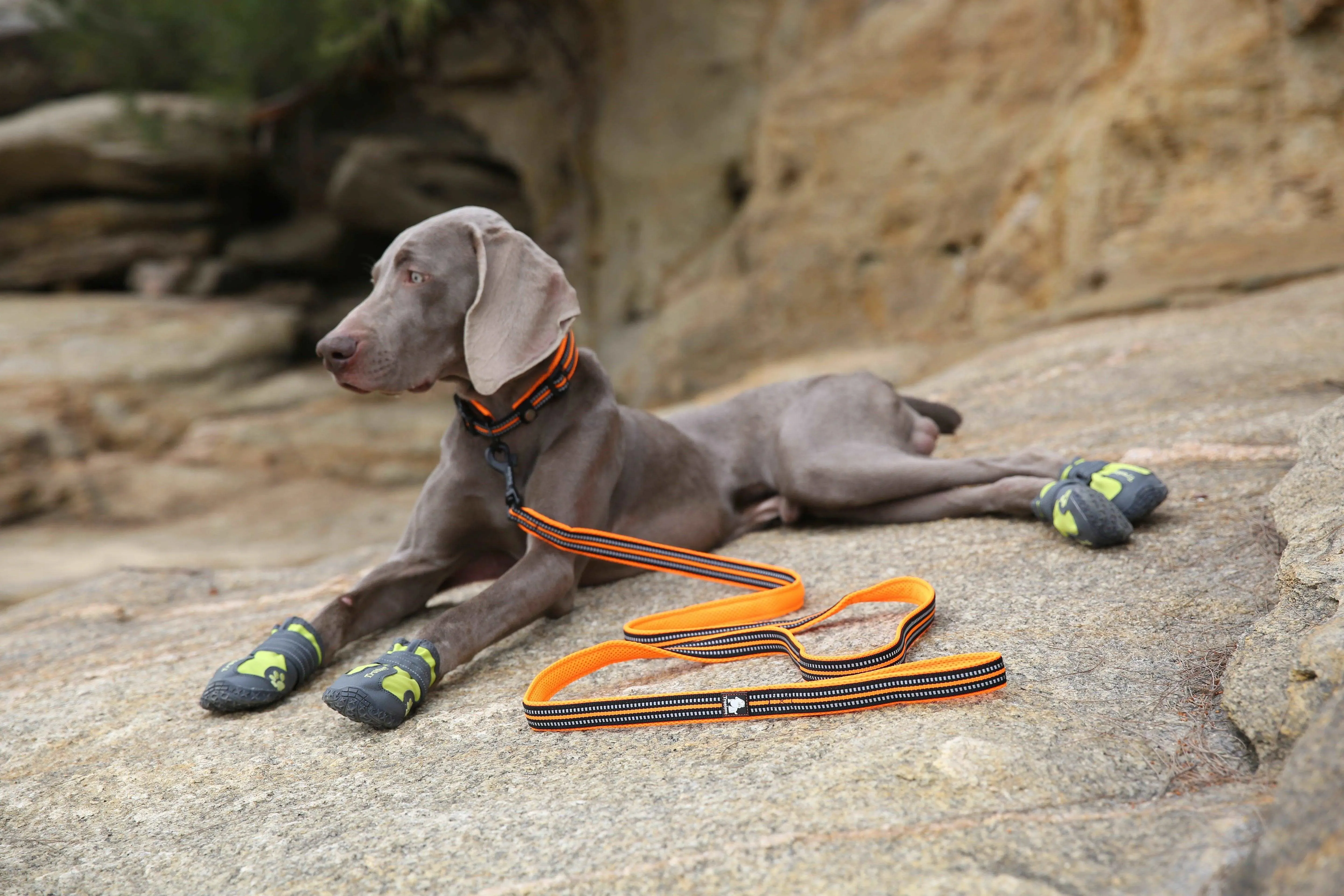 Mesh Padded Dog Leash – Comfort, Safety & Durability for Every Walk